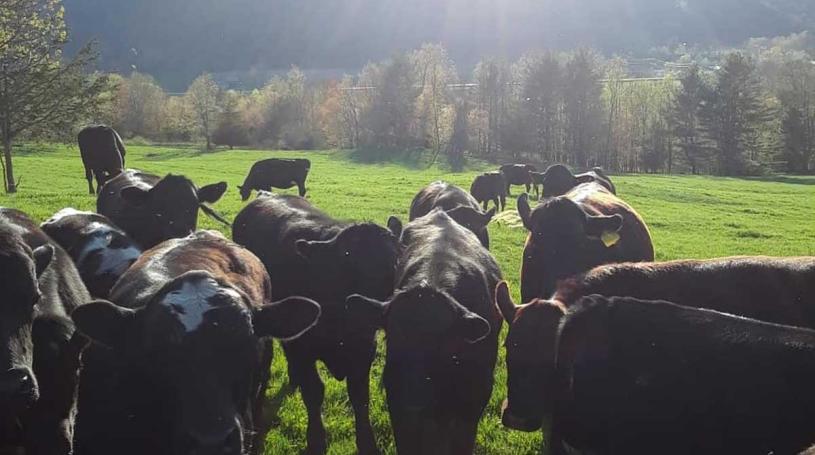 Black cows in a field looking toward the camera