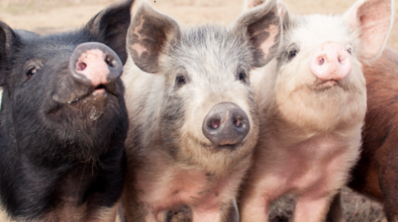 Agricola Farm Pigs, photo credit: H.B. Wilcox